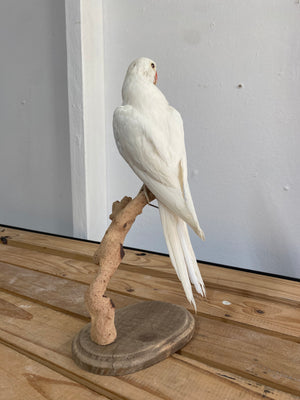 White Ringneck Parakeet