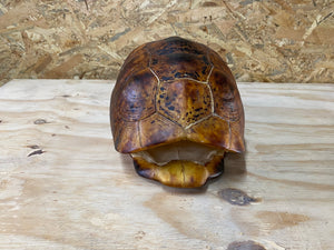 Leopard Tortoise 02