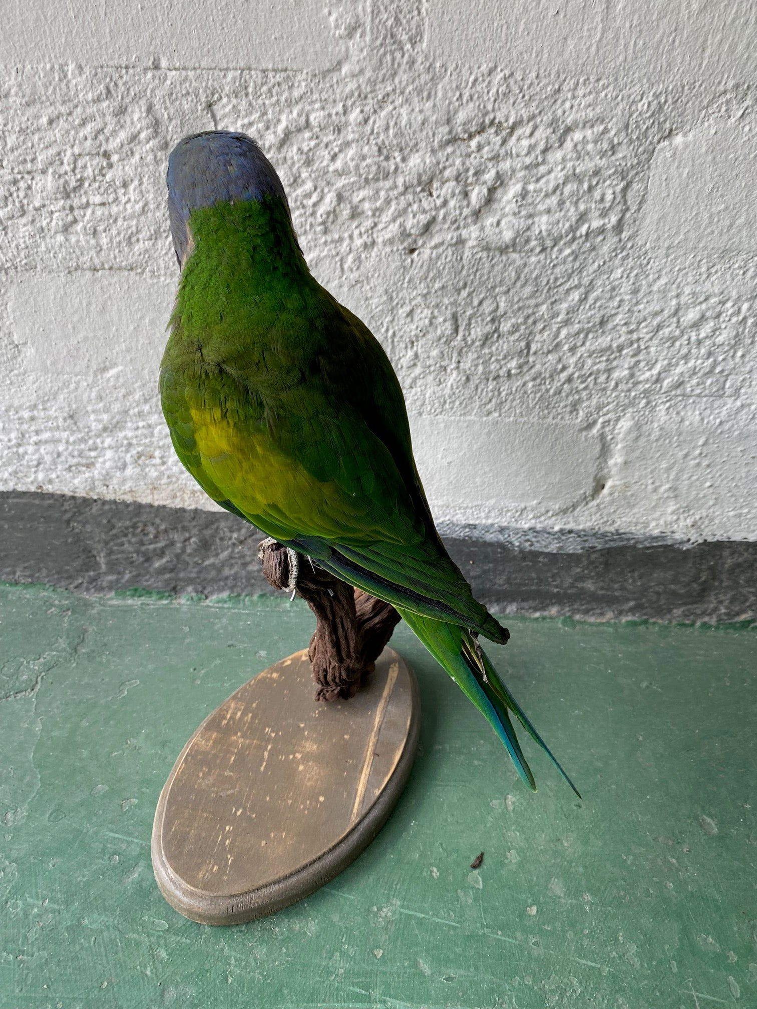 Lord Derby's Parakeet