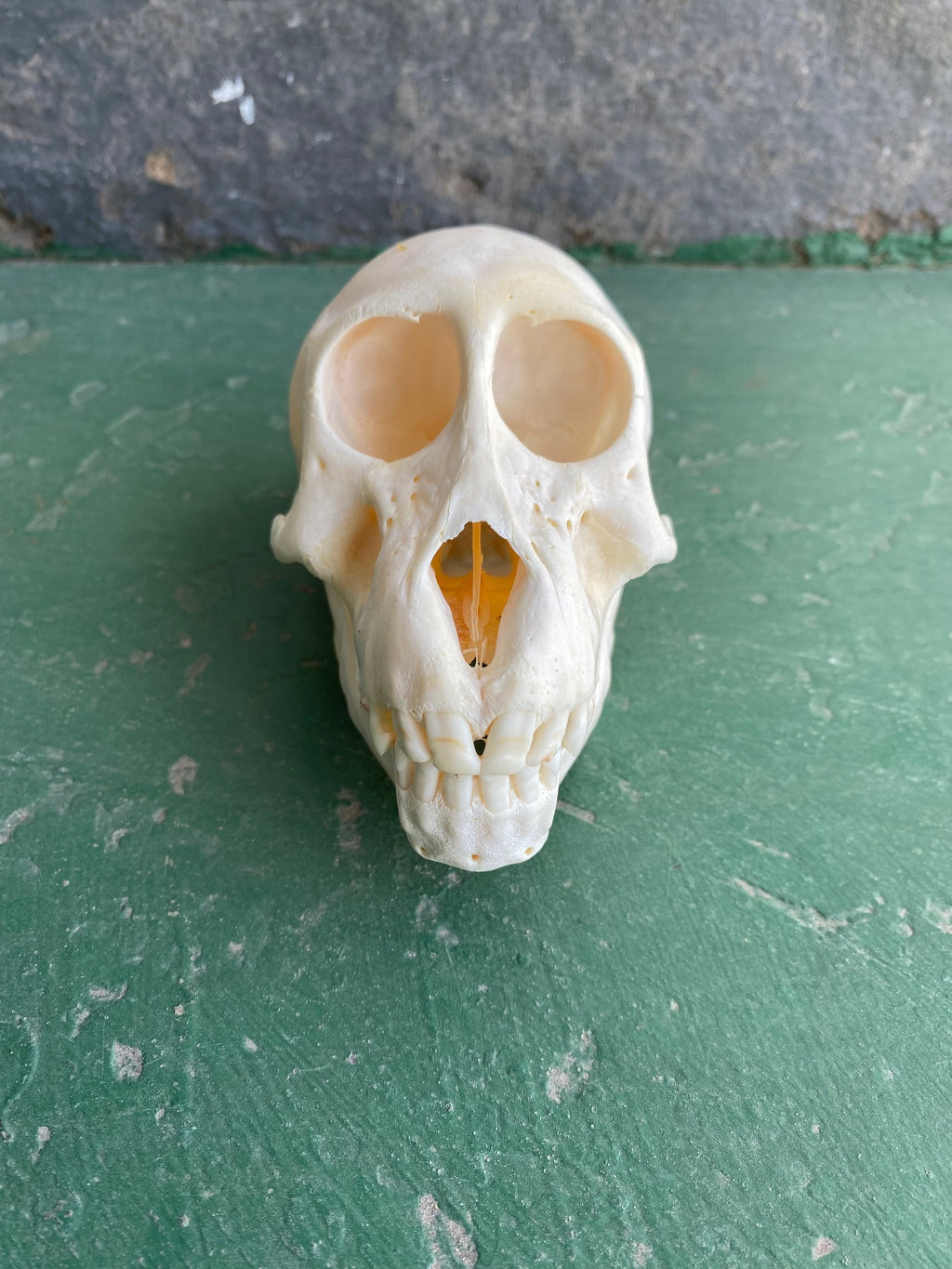 Baboon 03