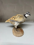 Mexican Speckled Quail