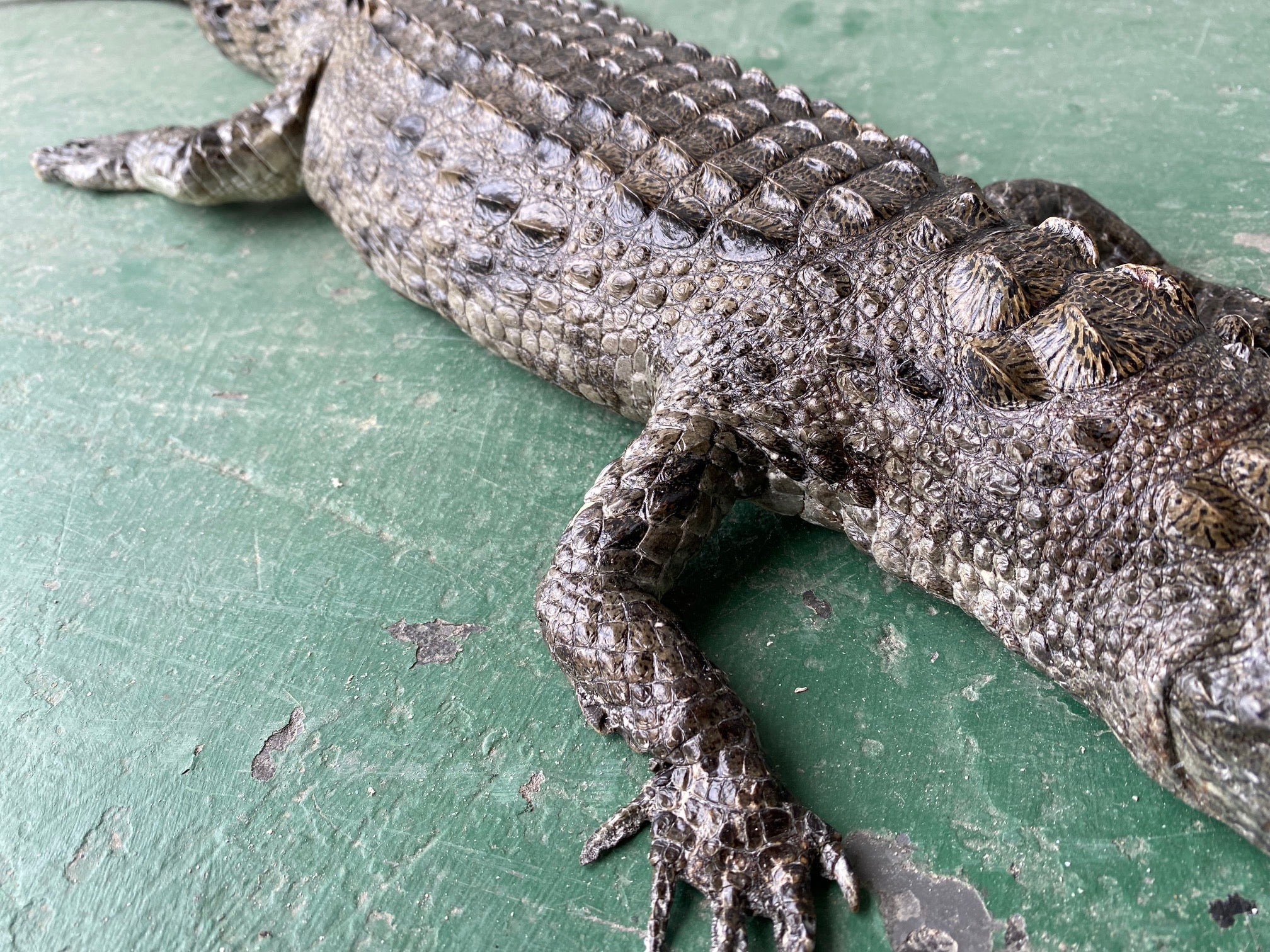 Nile Crocodile full mount