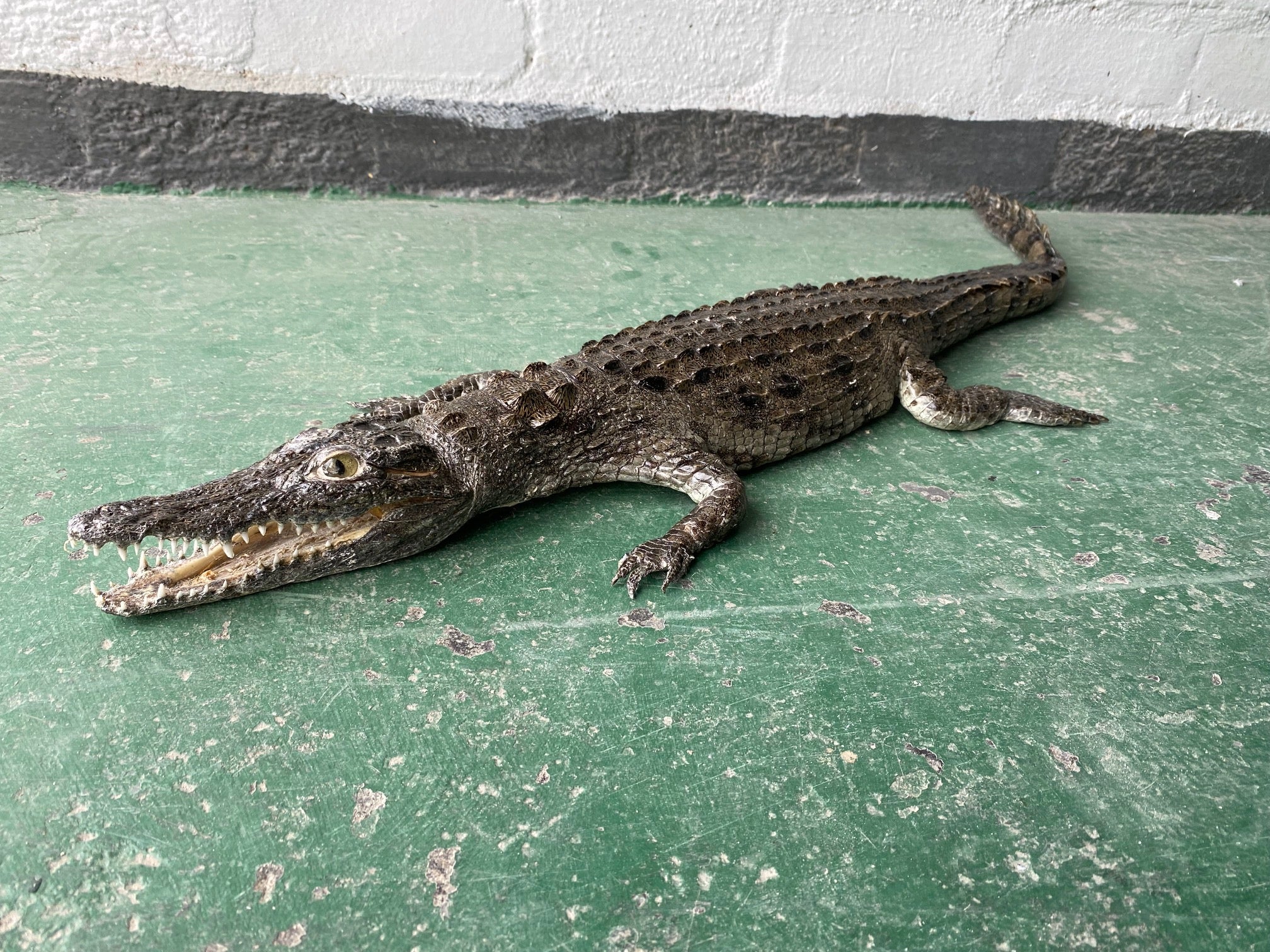 Nile Crocodile full mount