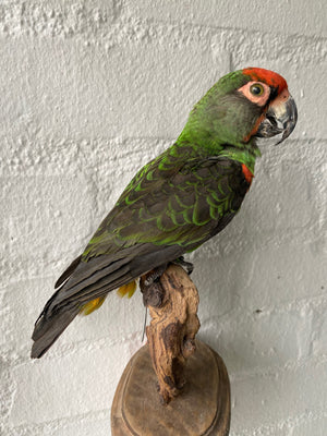 Jardine's Parrot