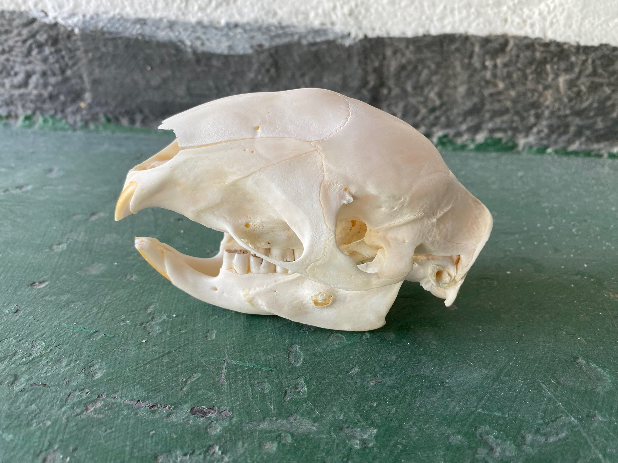 Porcupine 01