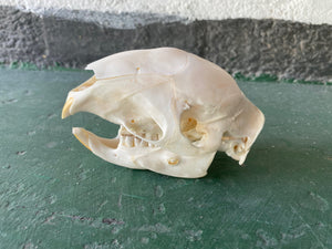 Porcupine 01