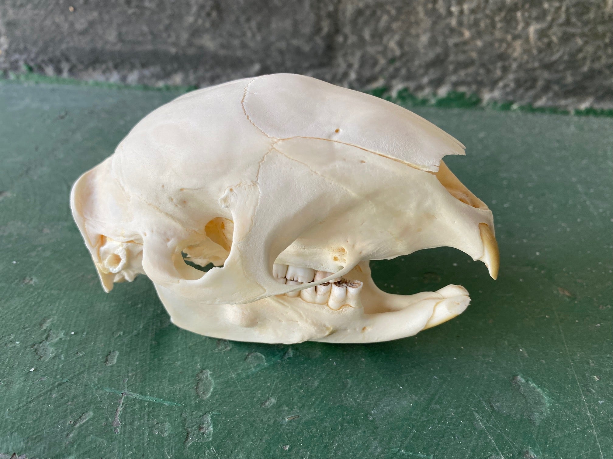 Porcupine 01