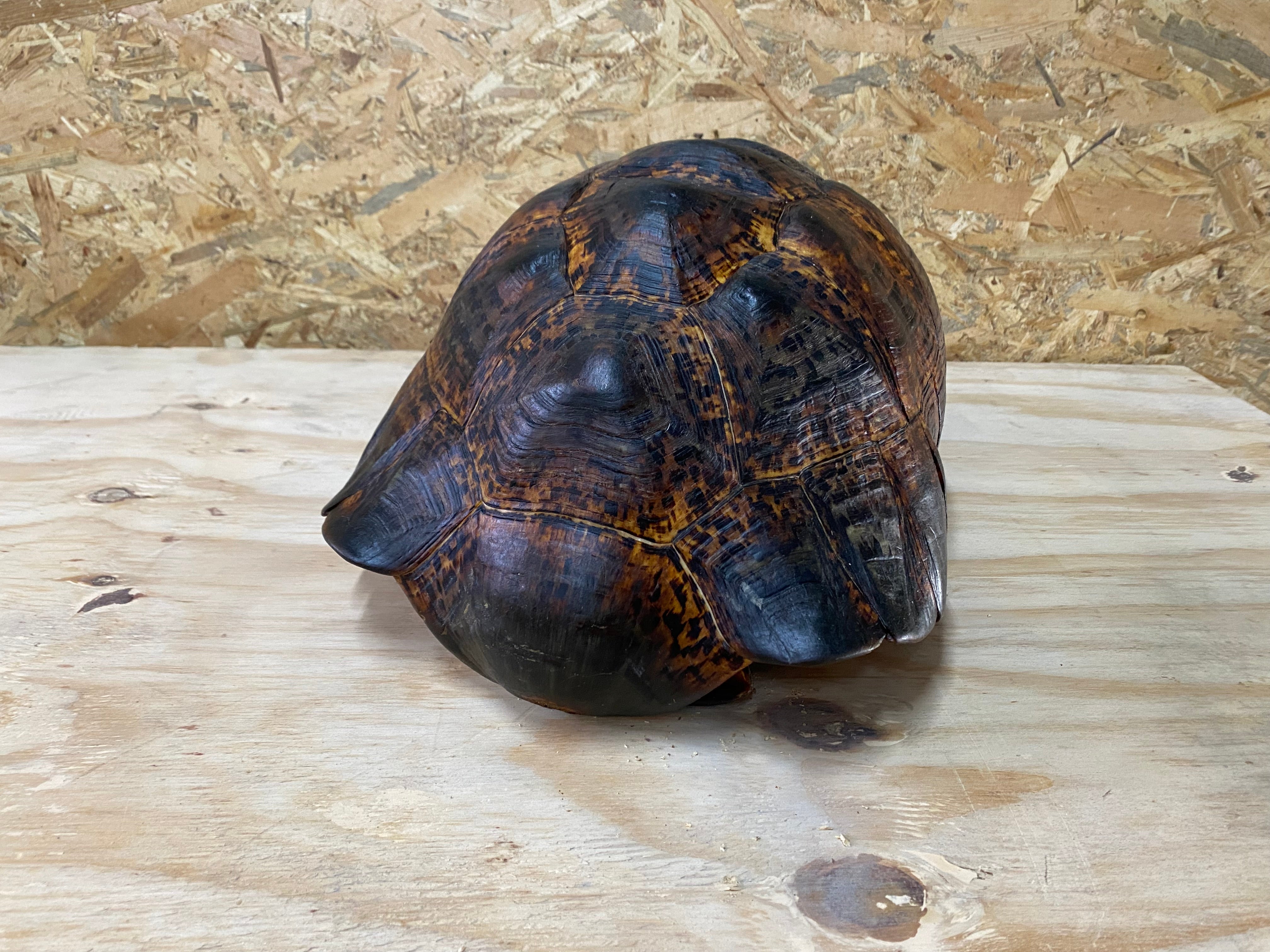 Leopard Tortoise 01