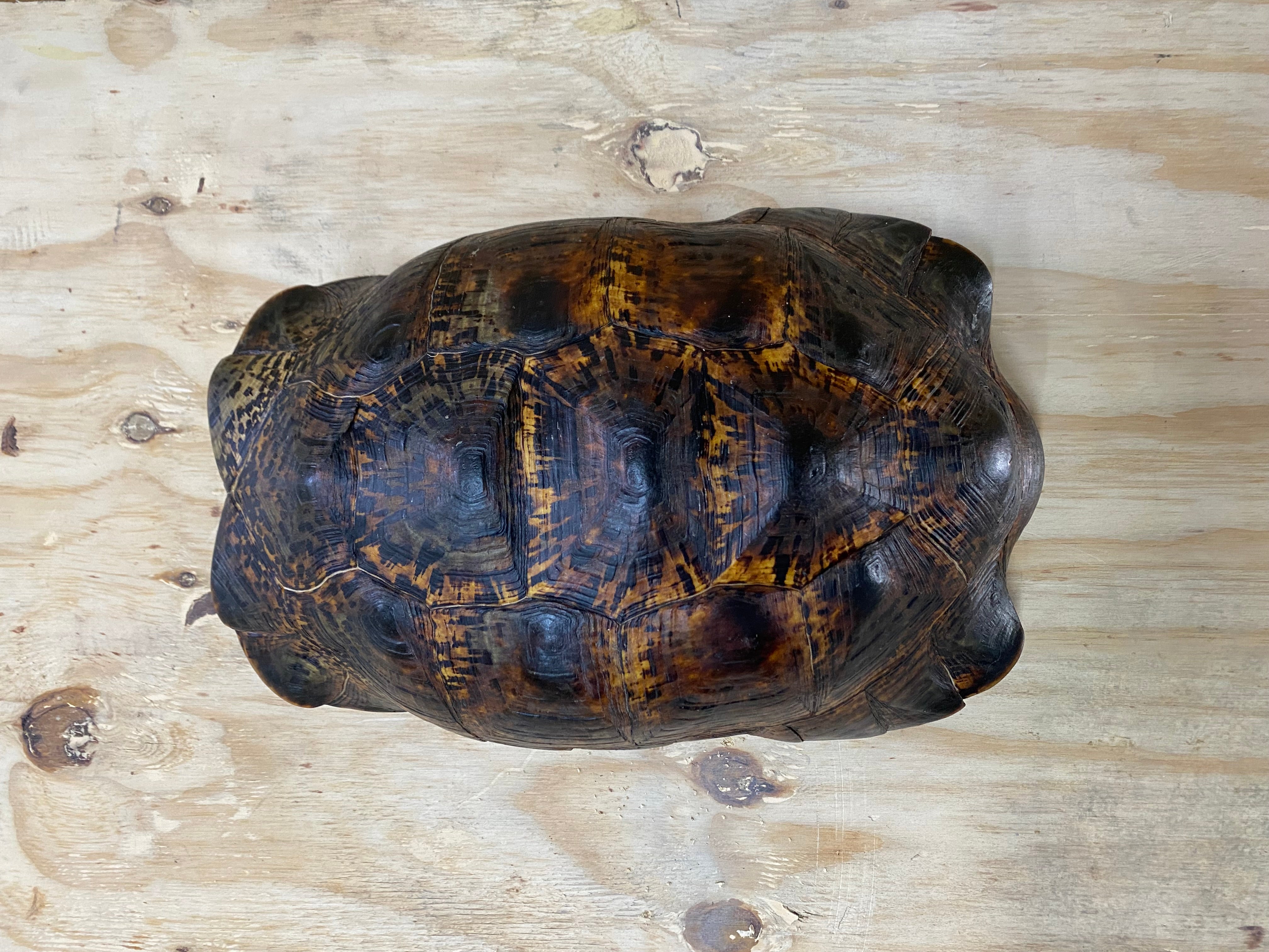 Leopard Tortoise 01