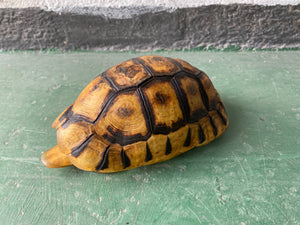 Angulate Tortoise 01