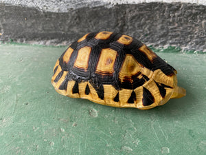 Angulate Tortoise 03