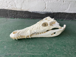 Nile Crocodile 02