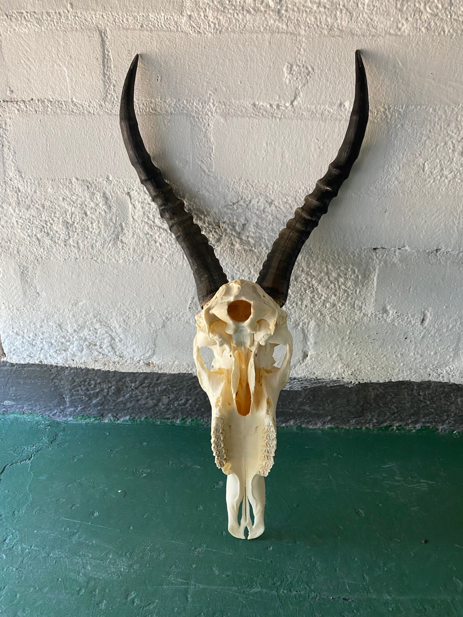 Blesbok skull