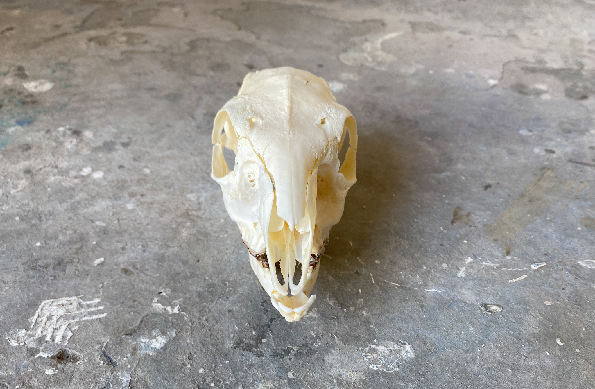 Grysbok