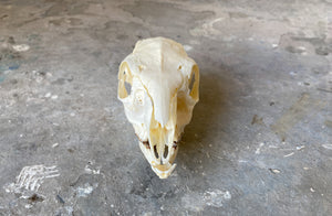 Grysbok