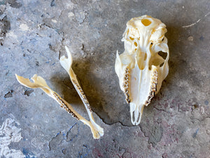 Grysbok