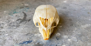 Porcupine 02