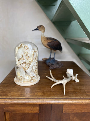 Natural history dome