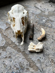 Bone Set 03