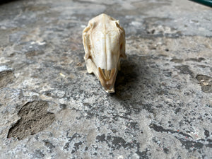 Cape Hare 02