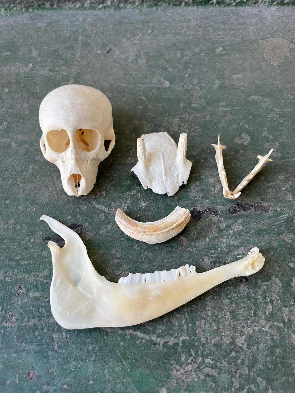 Bone Set 01
