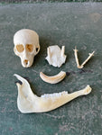 Bone Set 01