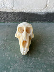 Baboon 03