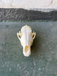 Black-backed Jackal 01