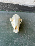 Black-backed Jackal 02
