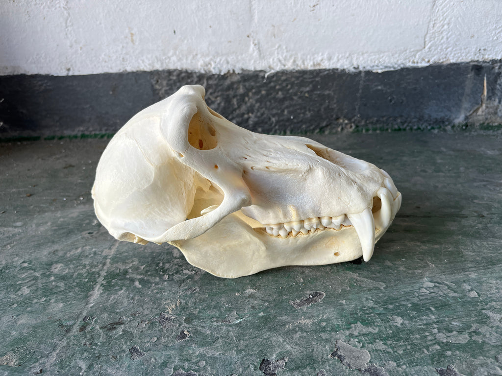 Baboon 01