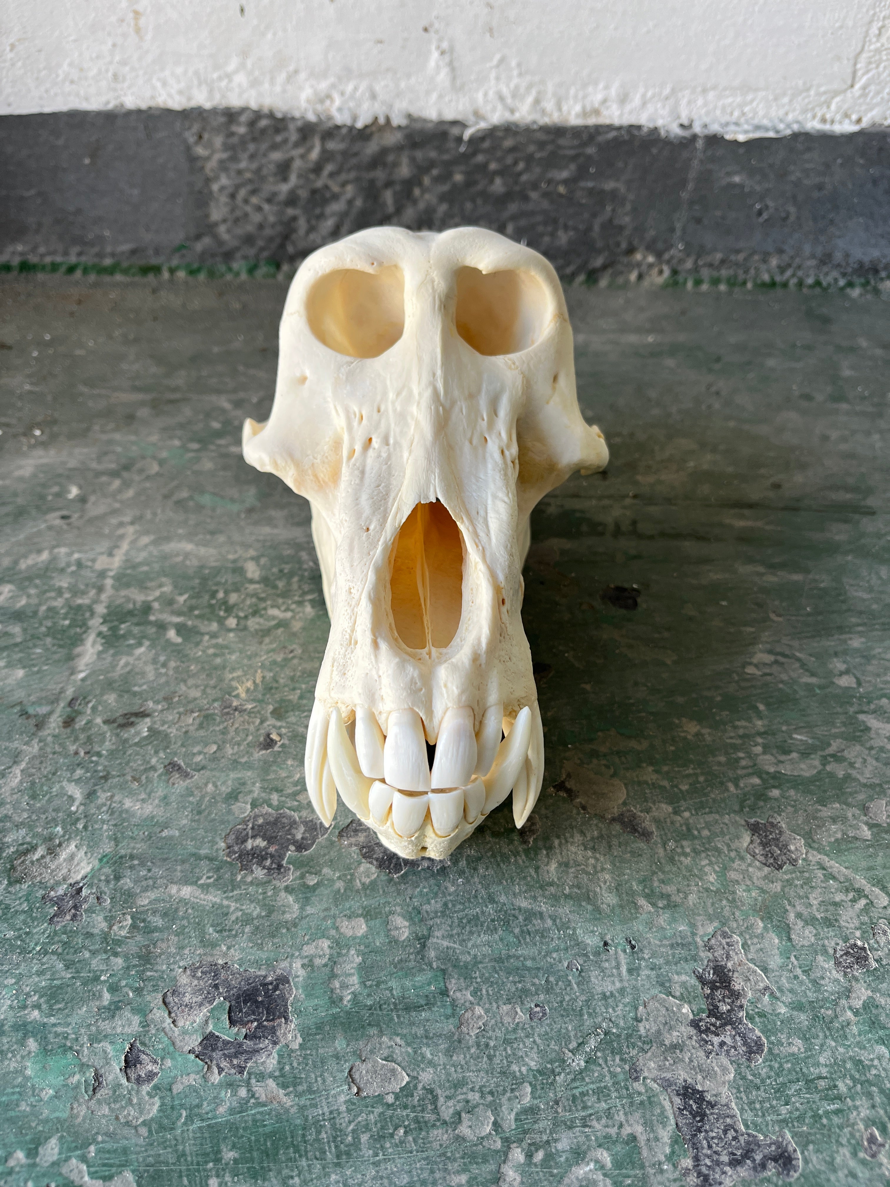 Baboon 01