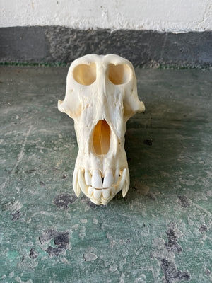 Baboon 01