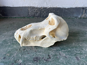 Baboon 01