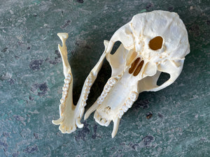 Baboon 01