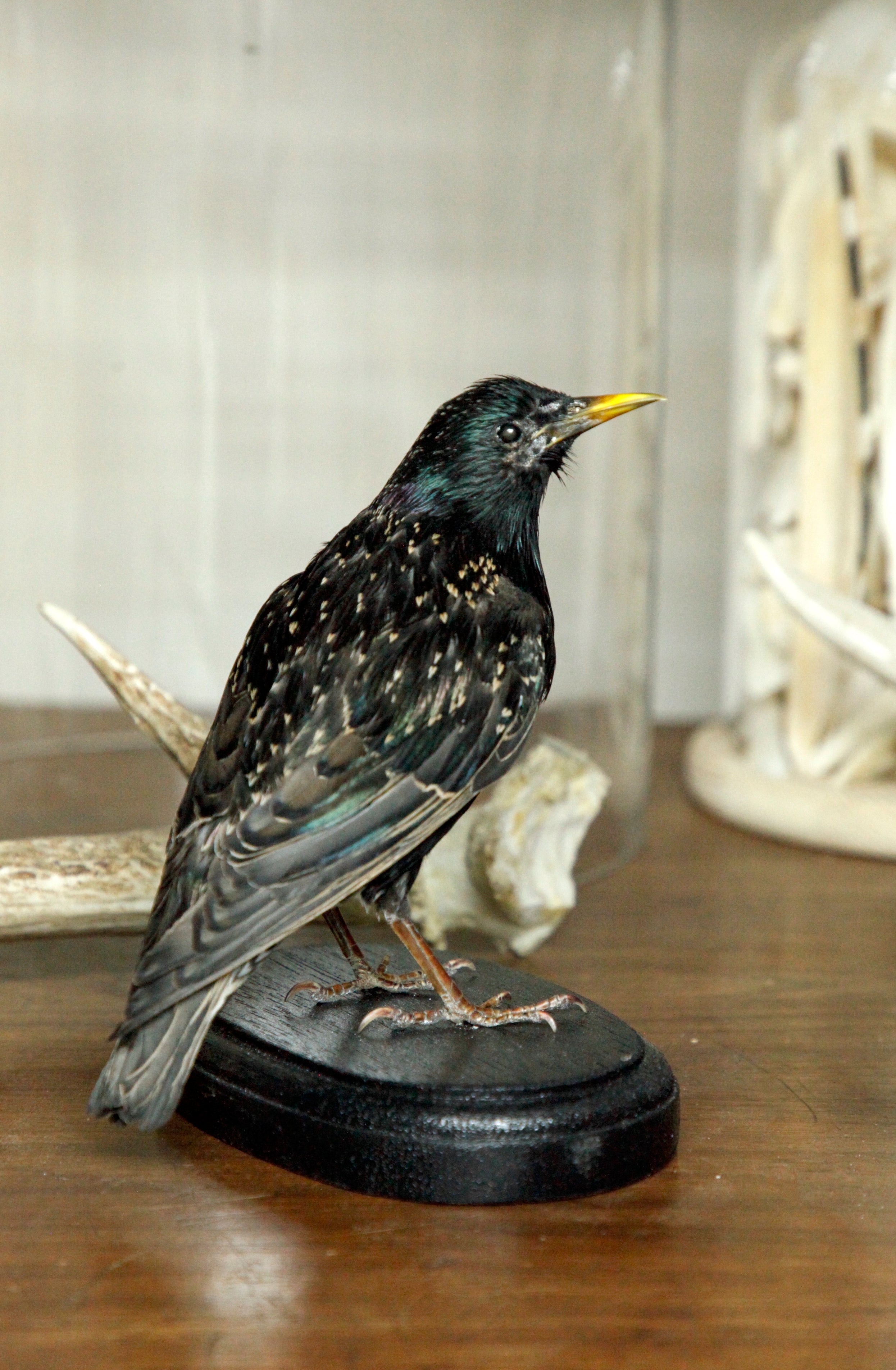 European Starling