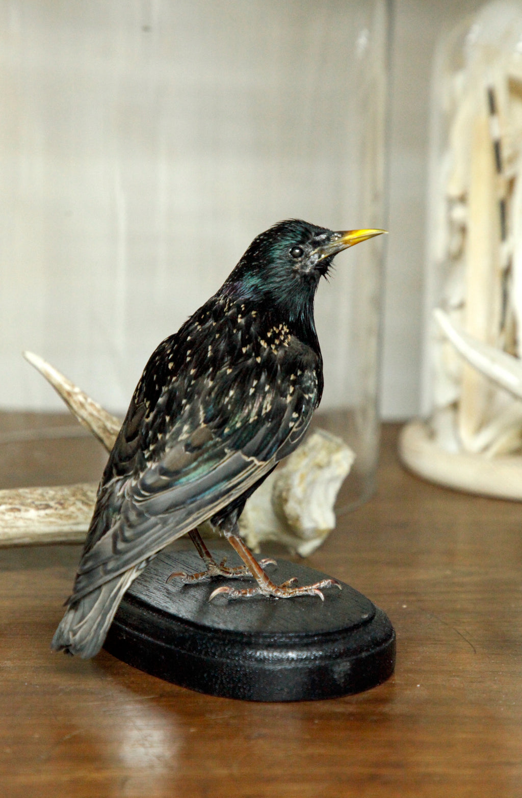 European Starling