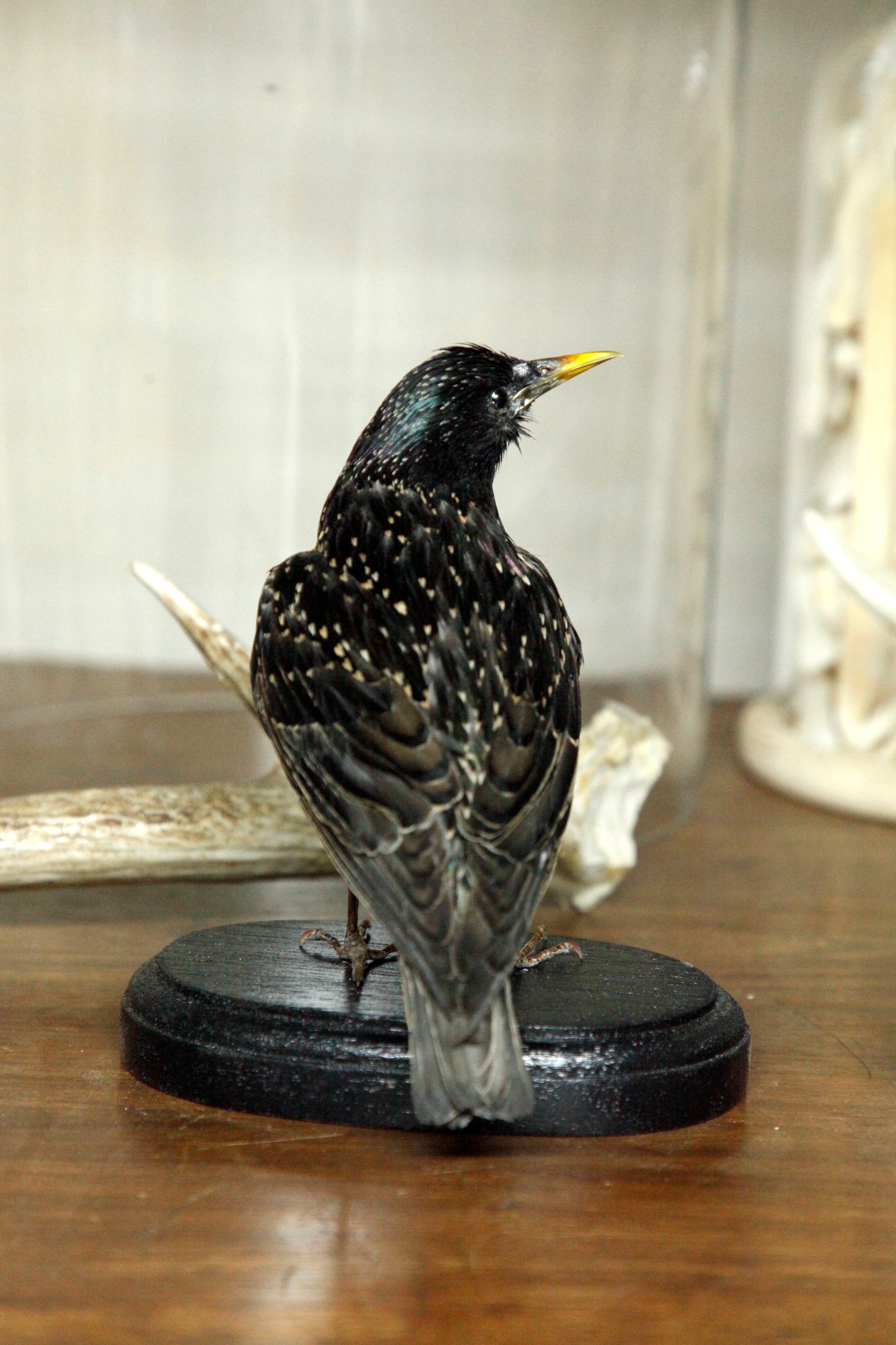 European Starling