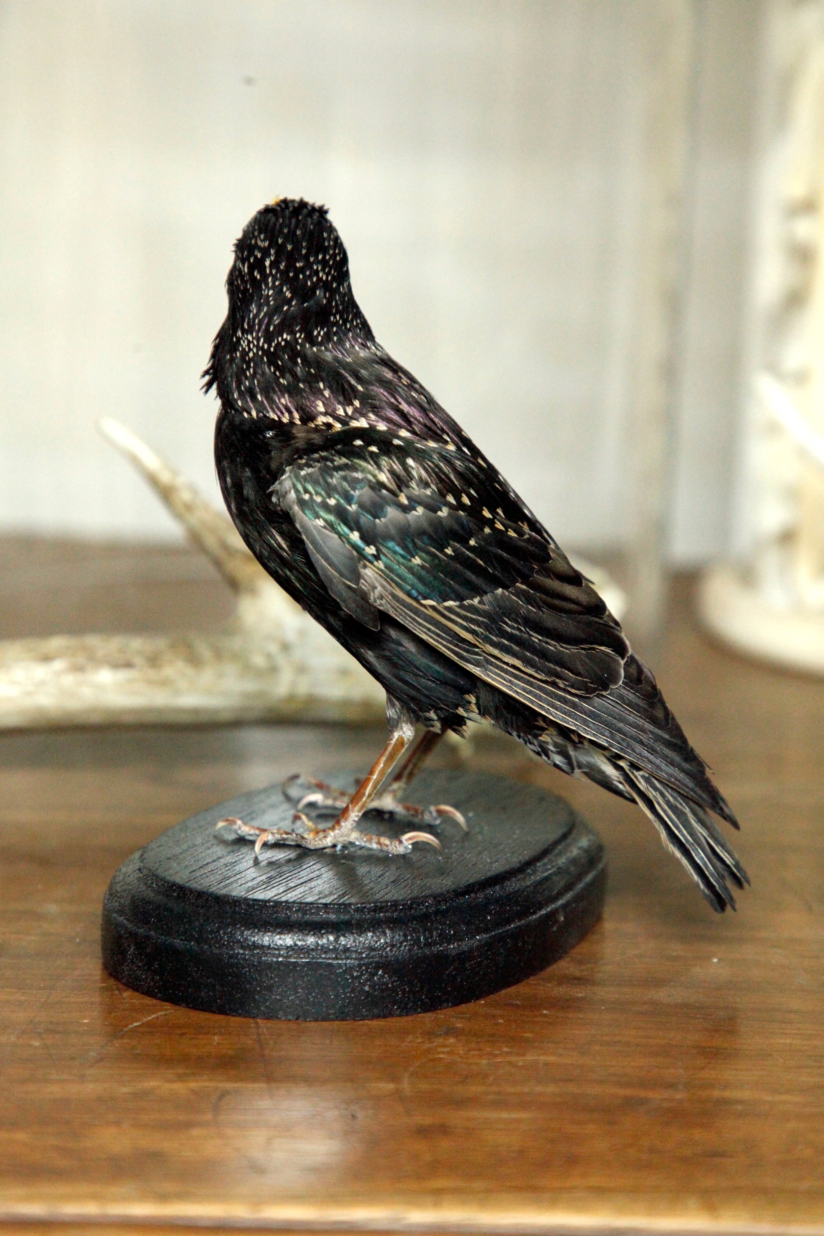European Starling