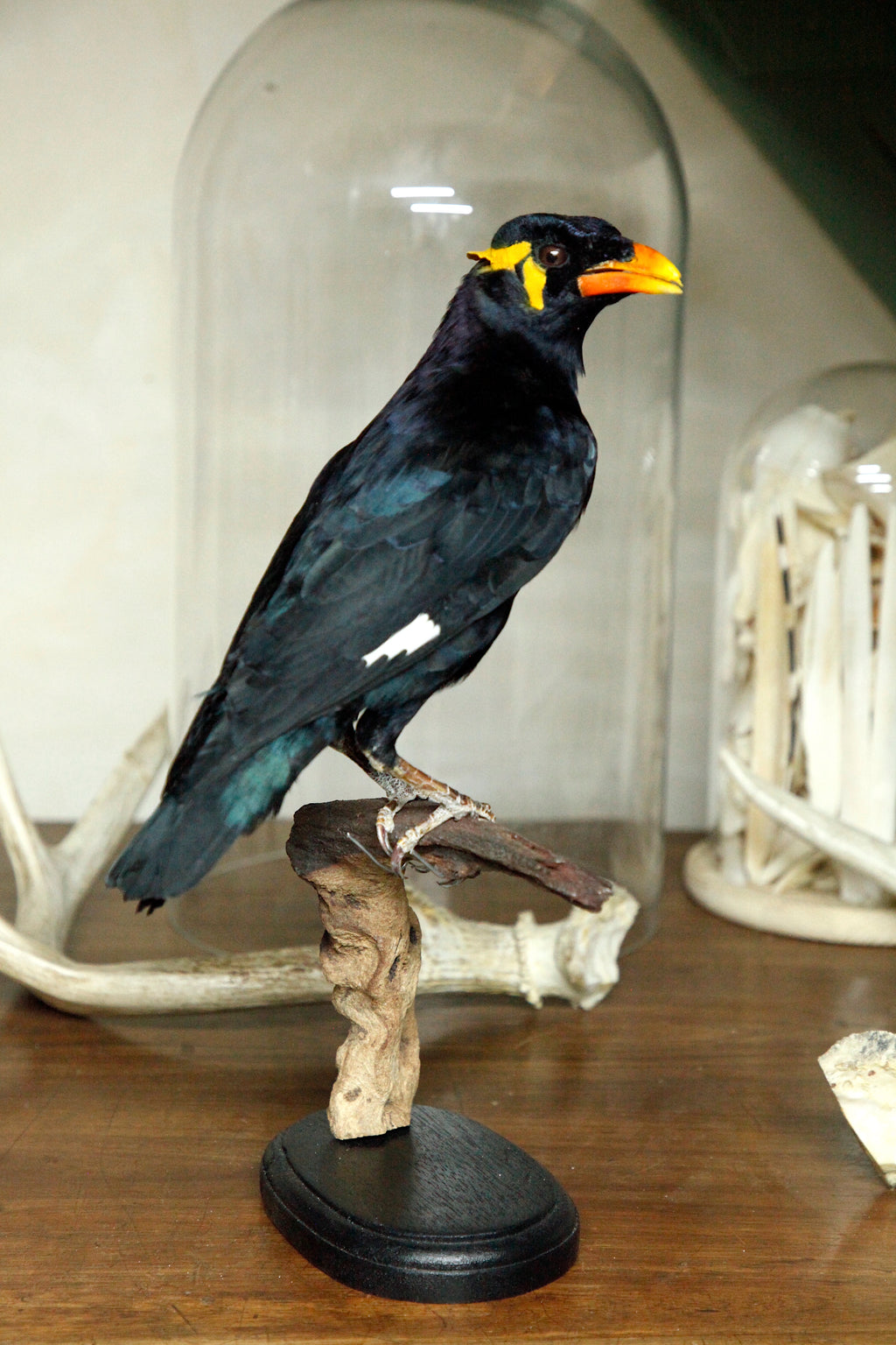 Hill Mynah