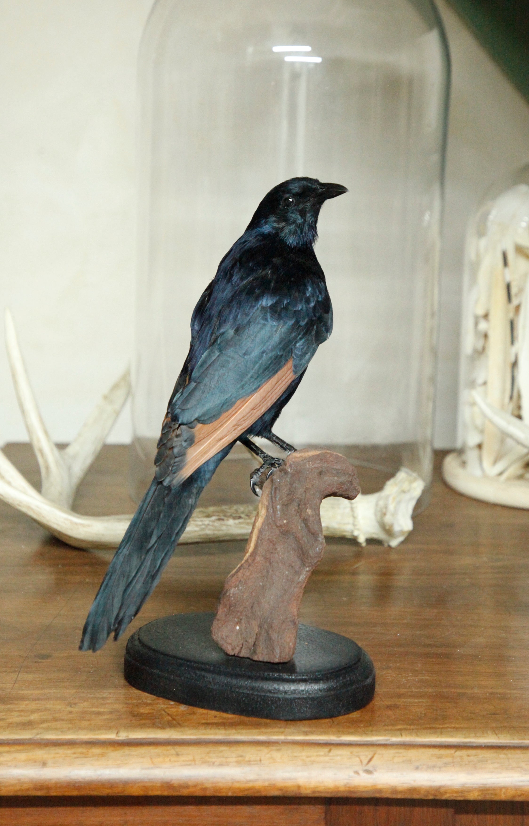 Red-winged Starling, male