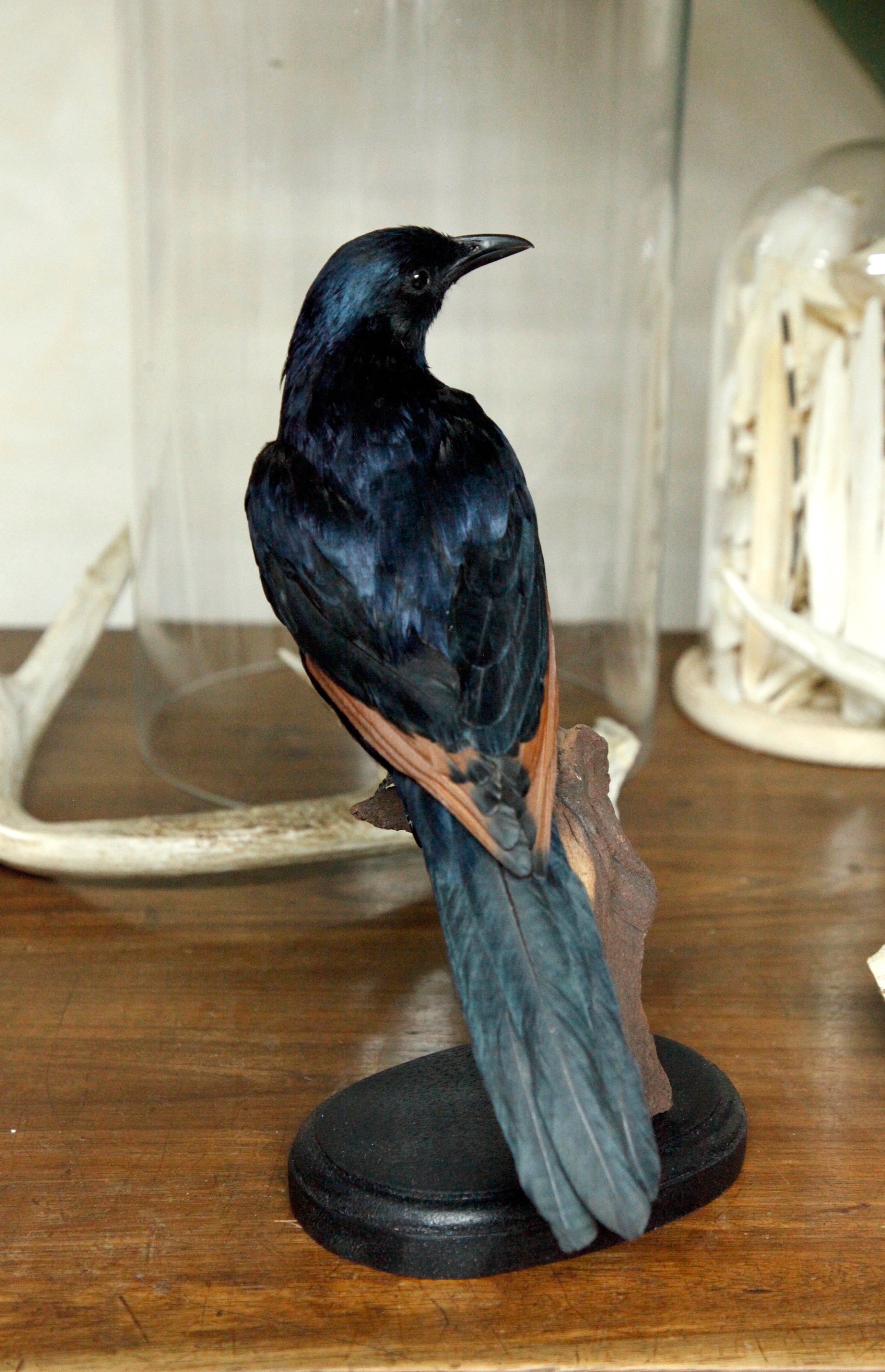 Red-winged Starling, male