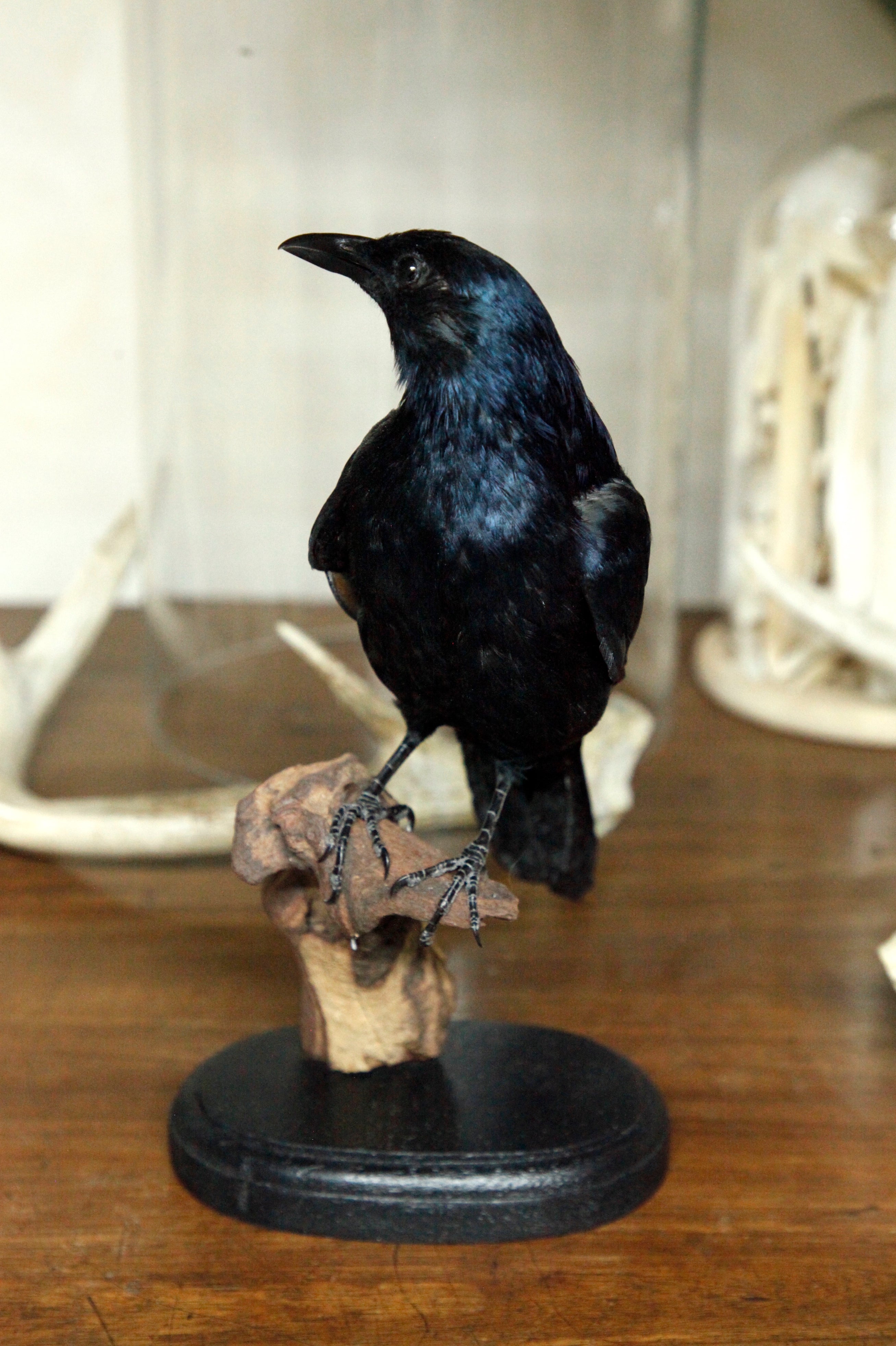 Red-winged Starling, male