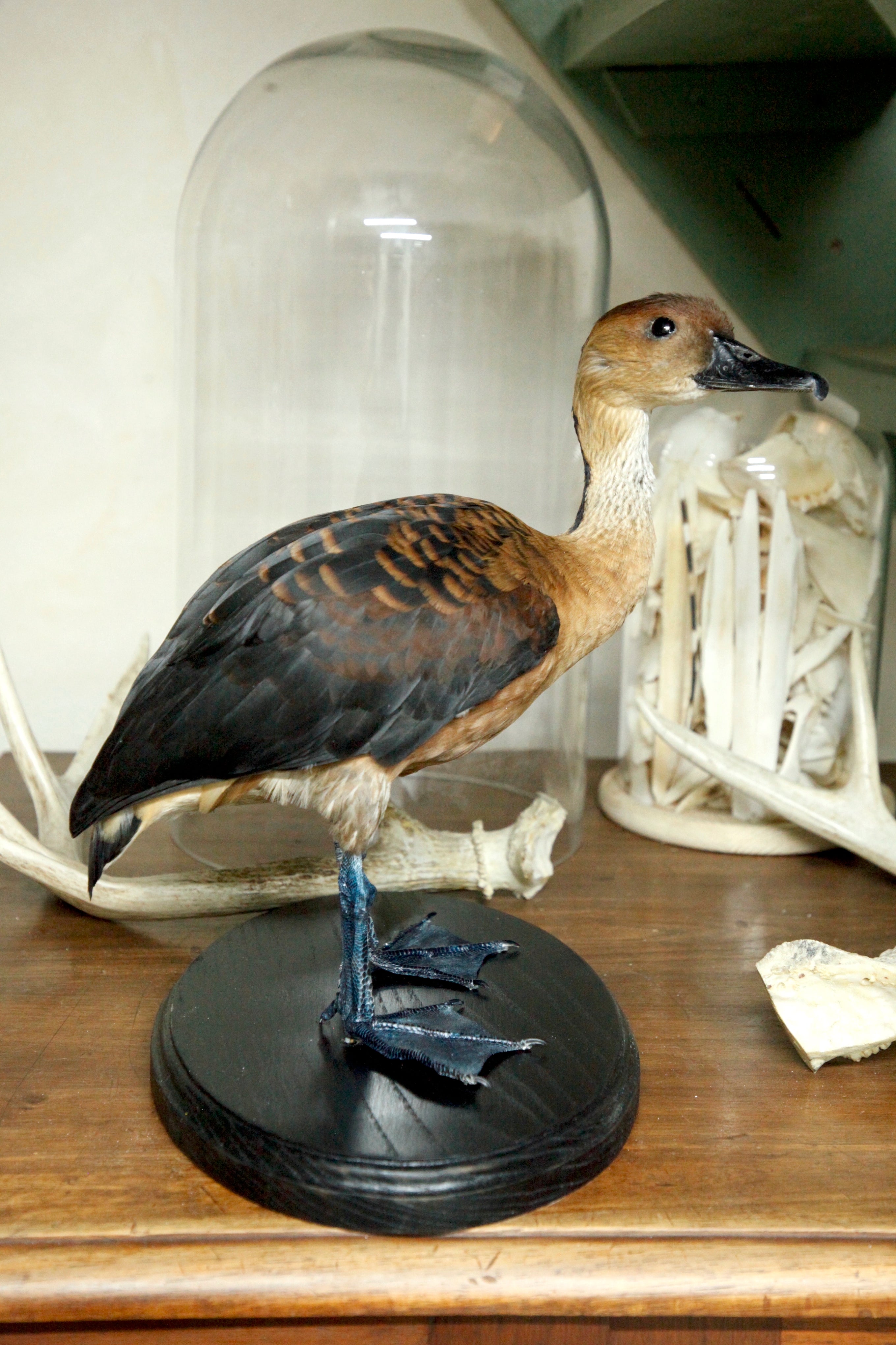Fulvous-Whistling Duck