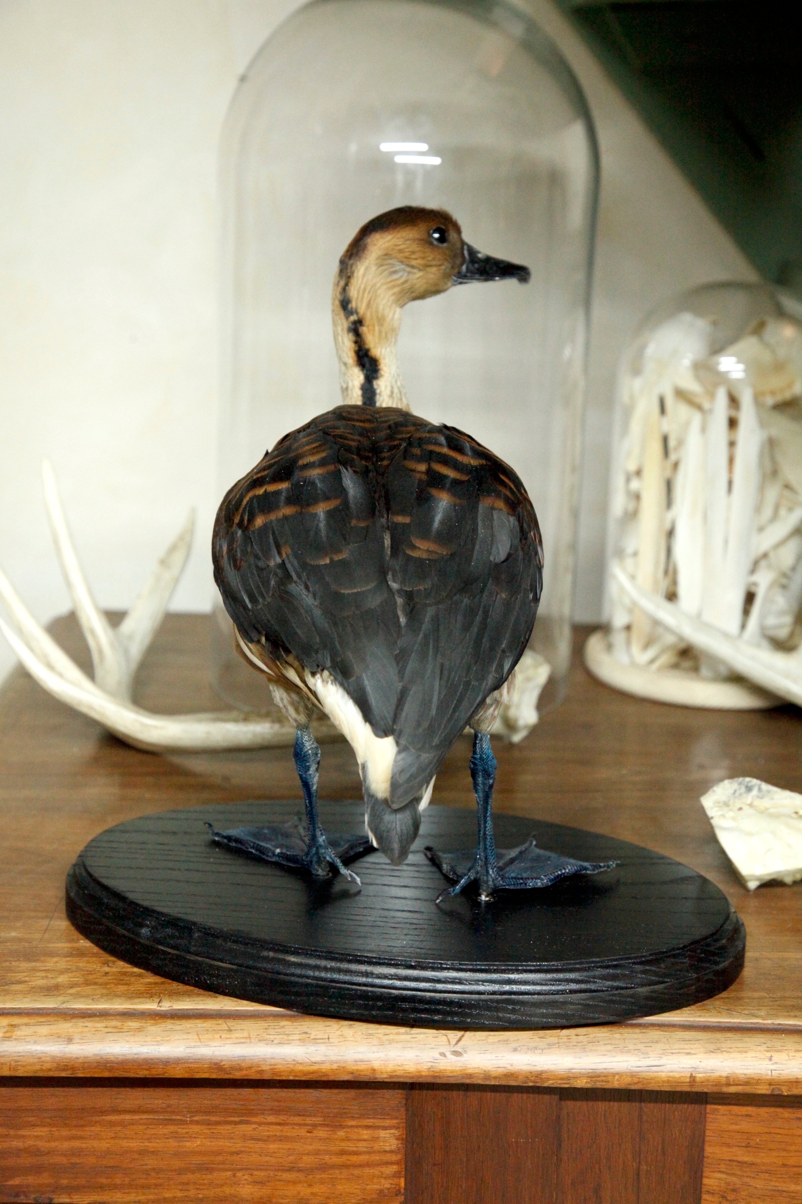 Fulvous-Whistling Duck