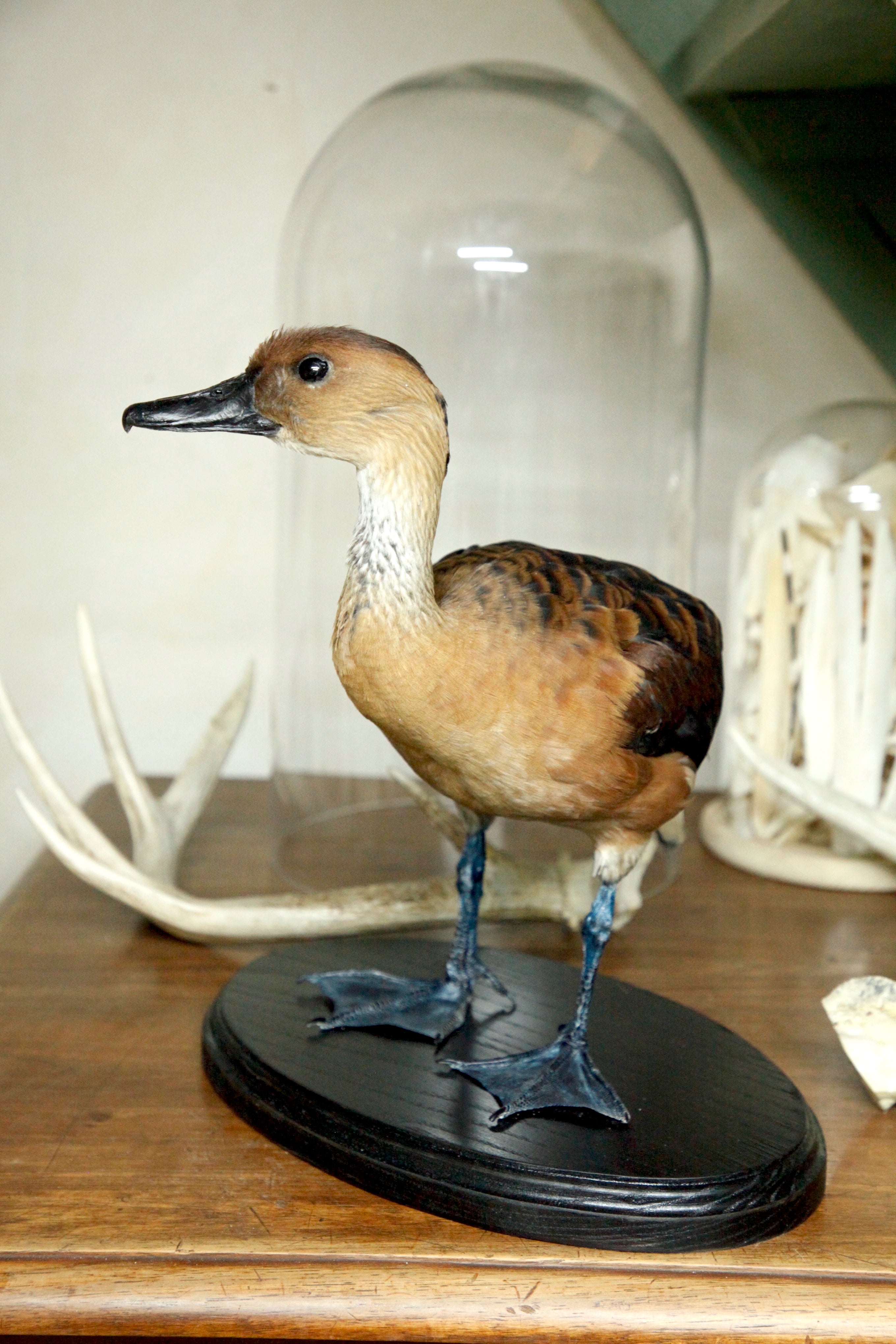 Fulvous-Whistling Duck