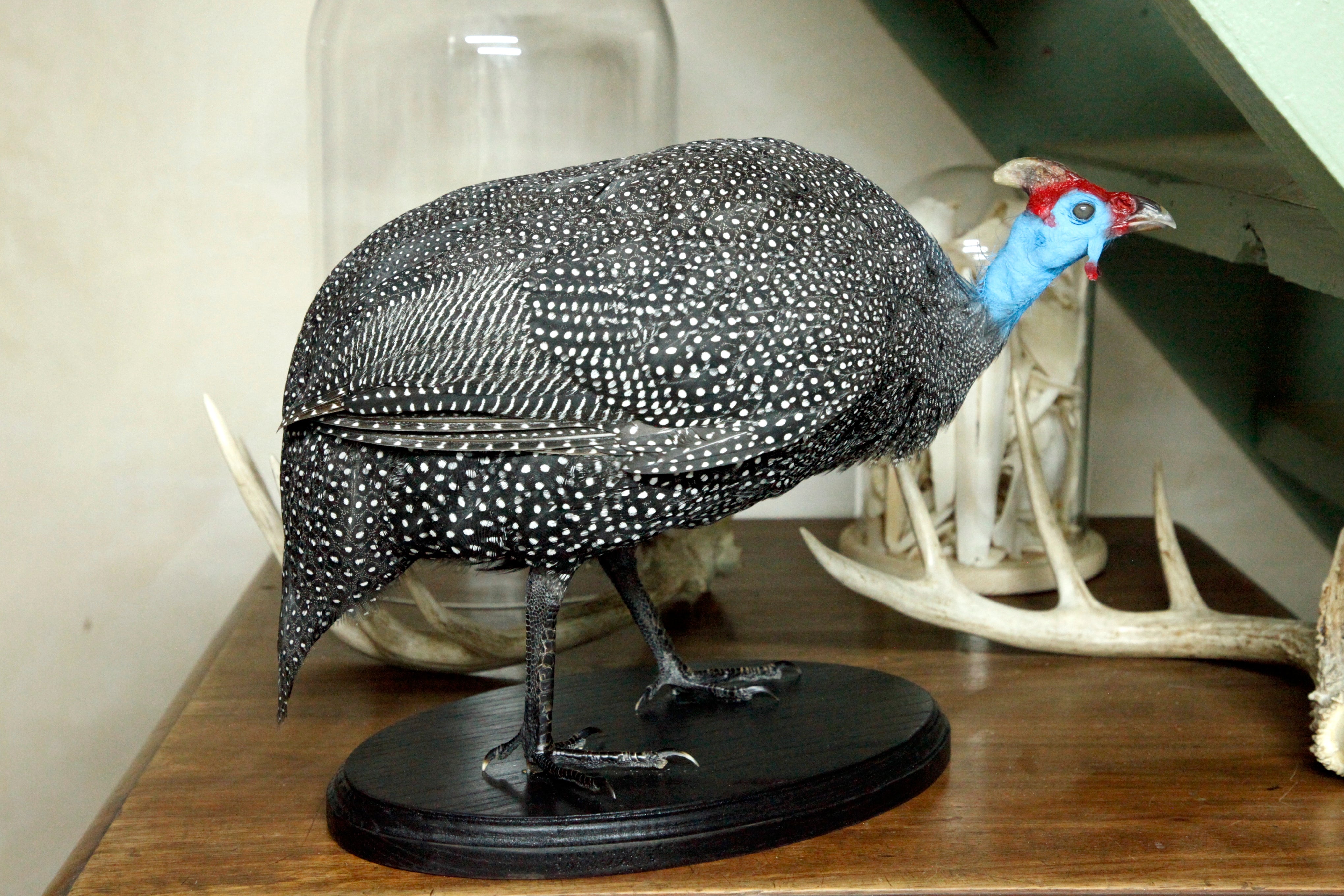 Helmeted Guineafowl
