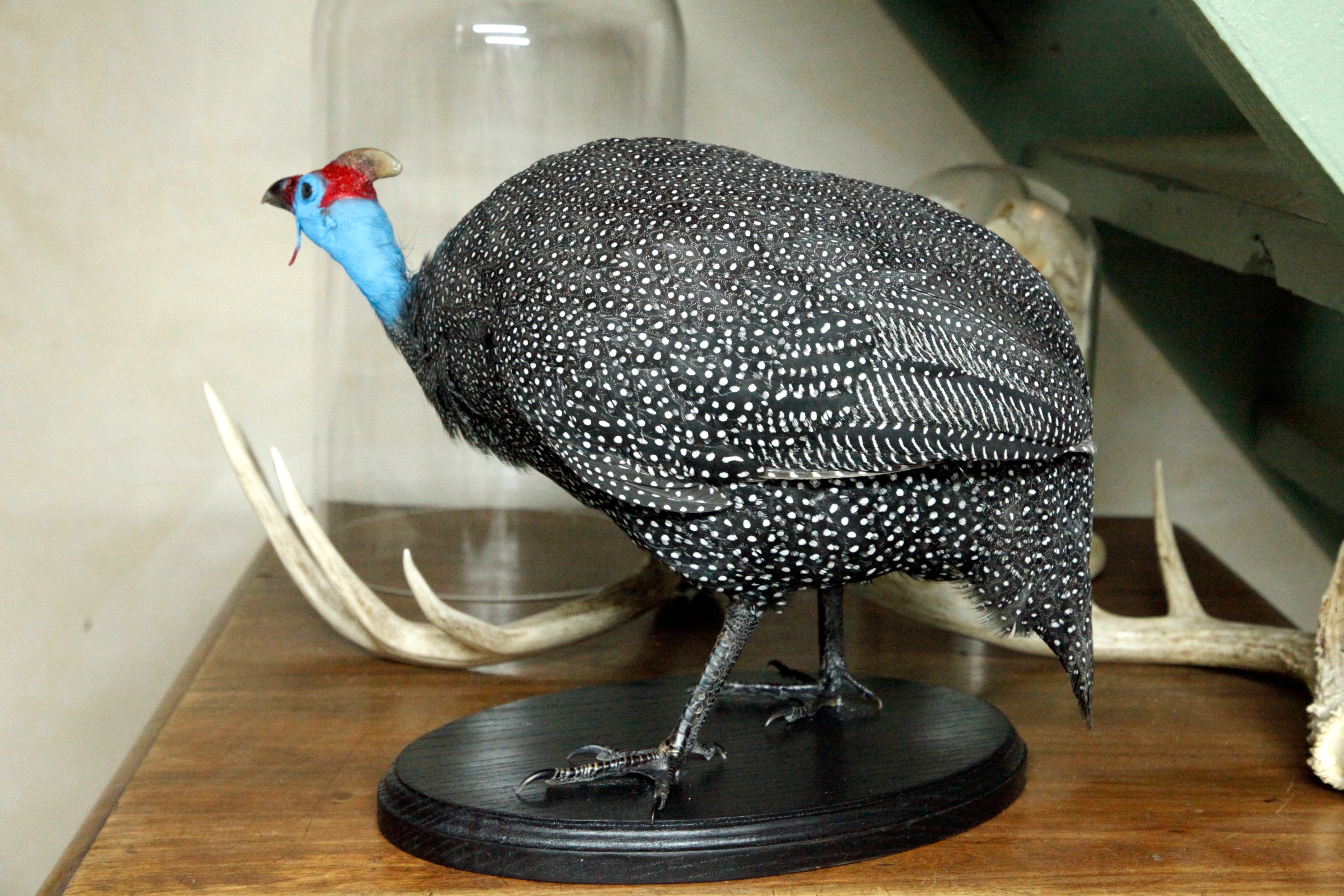Helmeted Guineafowl