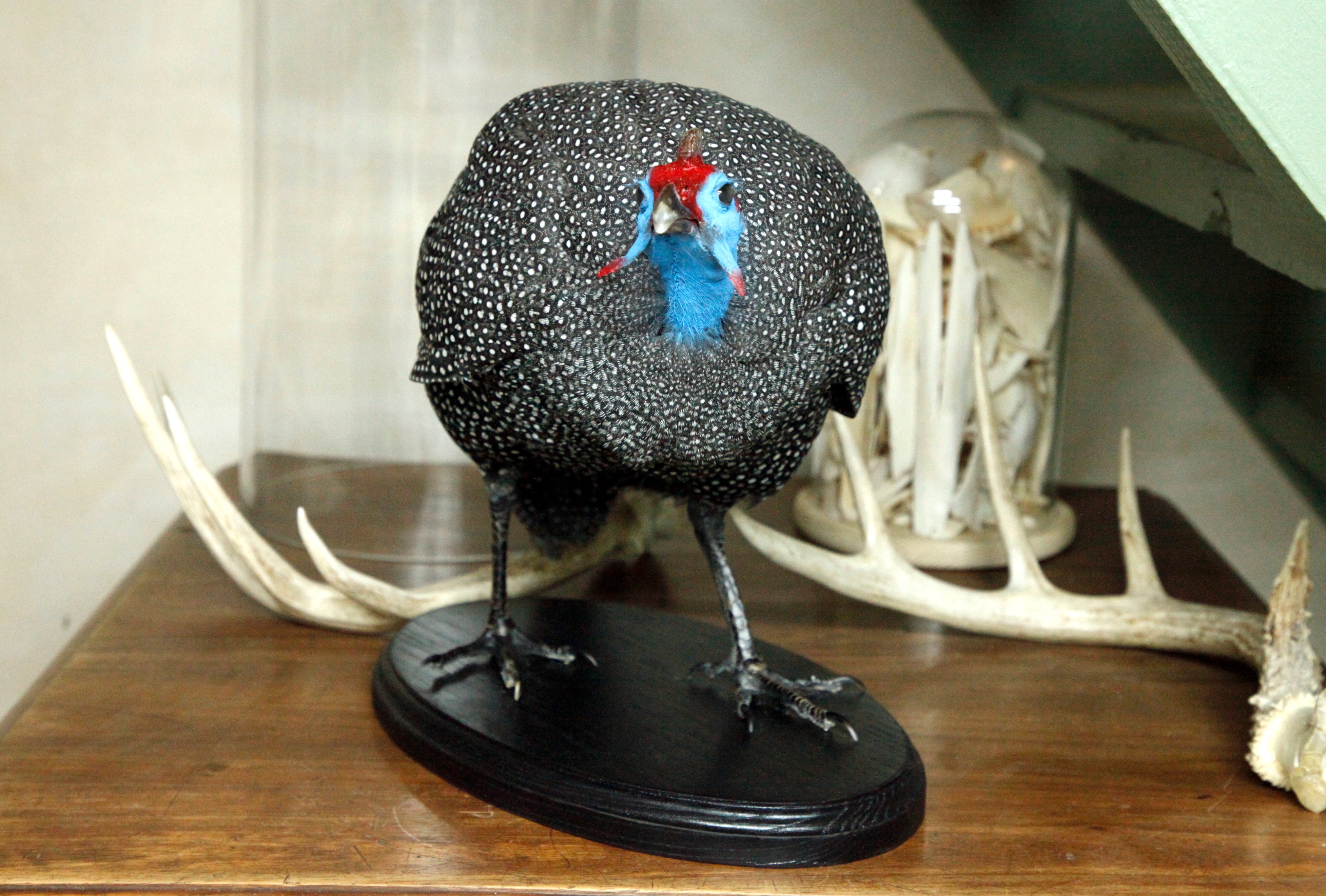 Helmeted Guineafowl