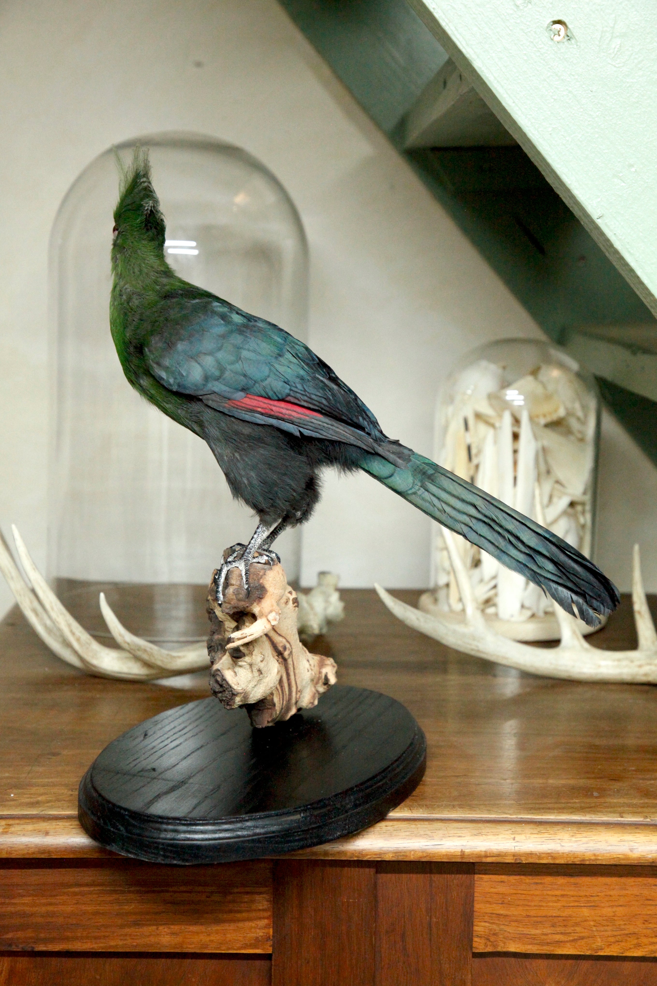 Knysna Turaco