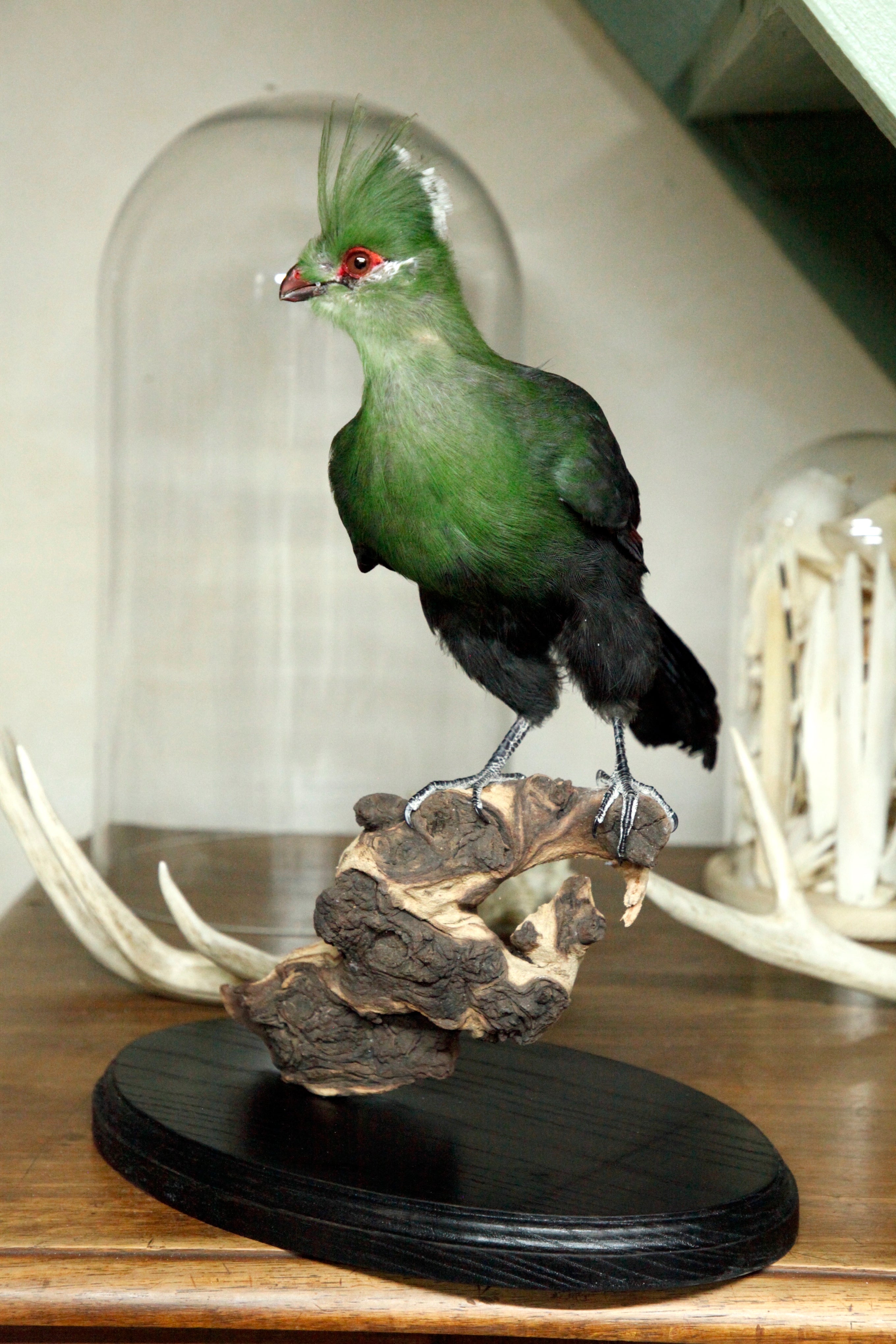 Knysna Turaco